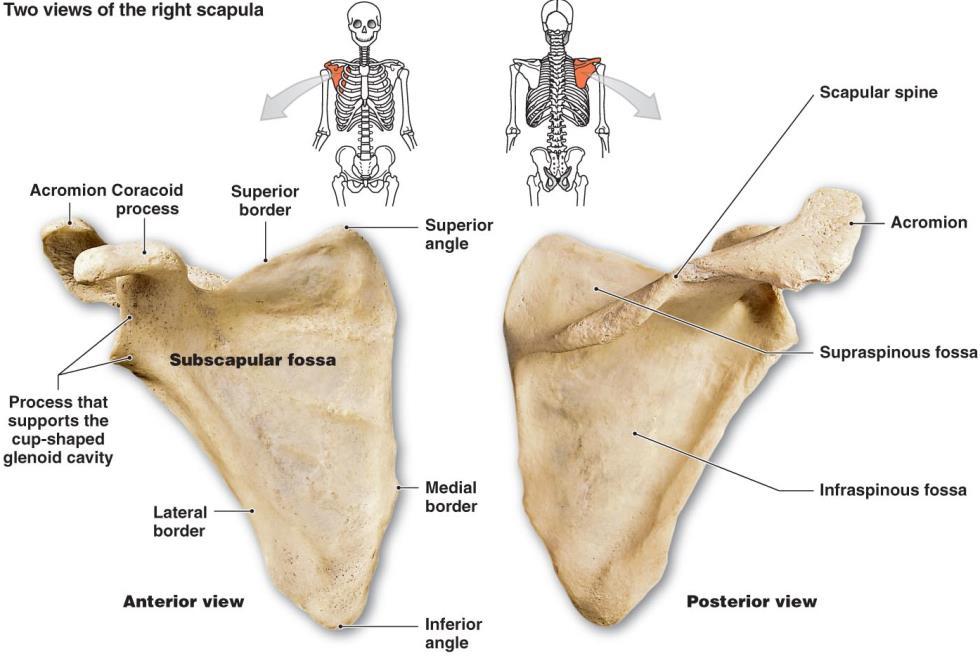 skeleton and the disarticulated bones Clavicle Sternal End (Head) Acromial End (Head) Shaft Scapula Glenoid Cavity Anterior Surface Posterior Surface