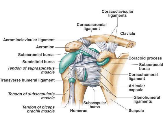 shoulder model: Clavicle Sternal End (Head) Acromial End (Head) Shaft Scapula Glenoid Cavity Anterior Surface Posterior Surface Acromion Process Glenoid Fossa Coracoid Process All 3 Borders