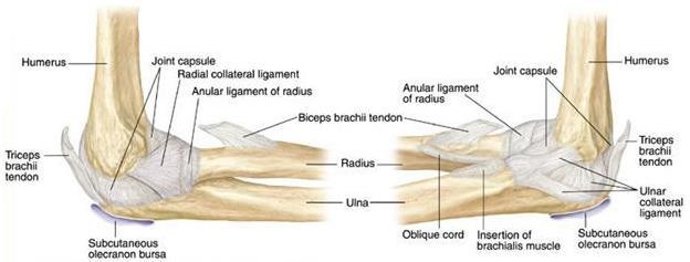 #3 In the room is a model of the elbow joint, similar to the one seen in the image to the right Bring it to your