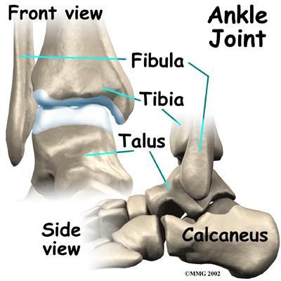 THE ANKLE SUBJECT TO MORE FORCE PER SQUARE CM THAN ANY OTHER JOINT 9X LESS LIKELY