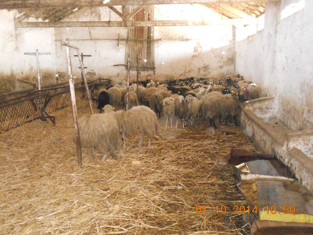 Mateur sheep 7 JPC REMESA