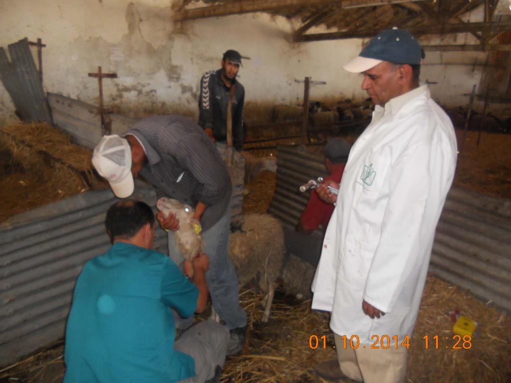 DR. SGHAIER SAMPLING SHEEP in MATEUR 8 JPC