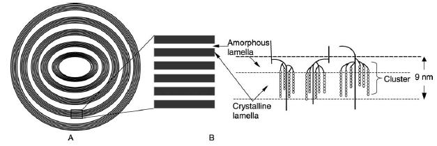 Figure 2.7. Lamellar structure of starch granule. (A) Microsatellite lamellae separated by amorphous rings. (B) Amorphous and crystalline regions- magnified (Tester et al., 2004).