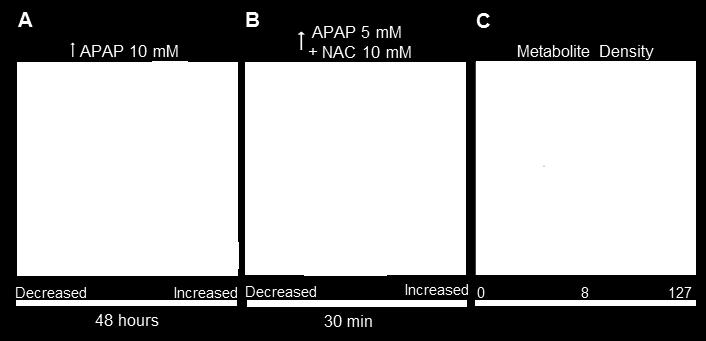 different ROI for 10 mm APAP exposed bioreactor, and metabolites with increased abundances