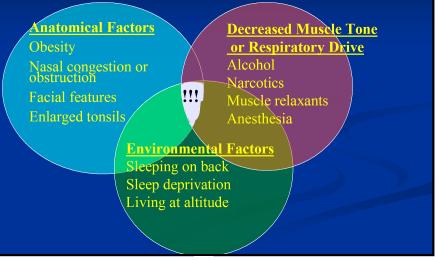 5 inches (men) or >17 inches (women) Determinants Of Sleep Apnea Anatomical Factors Obesity Nasal congestion or obstruction Facial features Enlarged tonsils!