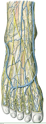 fig 1322-23 Please label the following structures: Marginal veins Dorsal venous arch Saphenous vein Superficial peroneal nerve Deep Branch of peroneal nerve