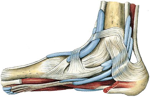 longus tendon sheath Abductor hallucis tendon Extensor hallucis longus muscle Extensor digitorum brevis muscle and tendons Extensor