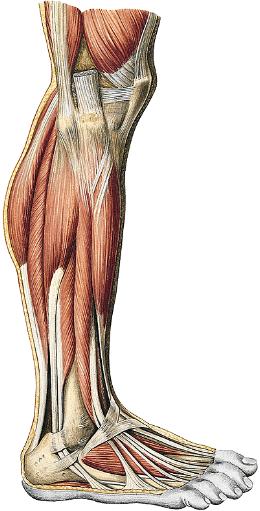 Superficial peroneal nerve Intermediate cutaneous dorsal nerve (Superf. peroneal n.) Medial cutaneous dorsal nerve (Superf. peroneal n.) Deep Branch of peroneal nerve Saphenous nerve Infrapatellar branch of sahenous n.