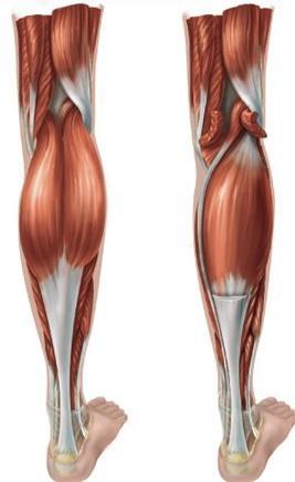Posterior Compartment of the Leg Superficial Group of
