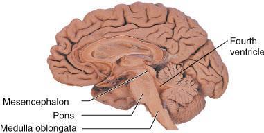 Central Nervous System- Brain and Spinal Cord Medulla oblongata controls