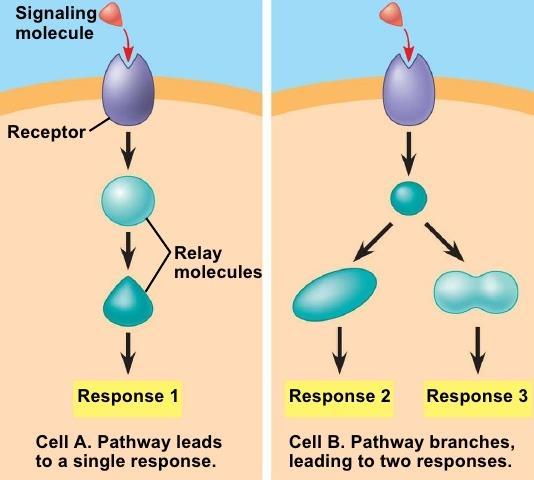 Endocrine System Cell Membrane Receptors Many cell membranes have receptor molecules on their surface.