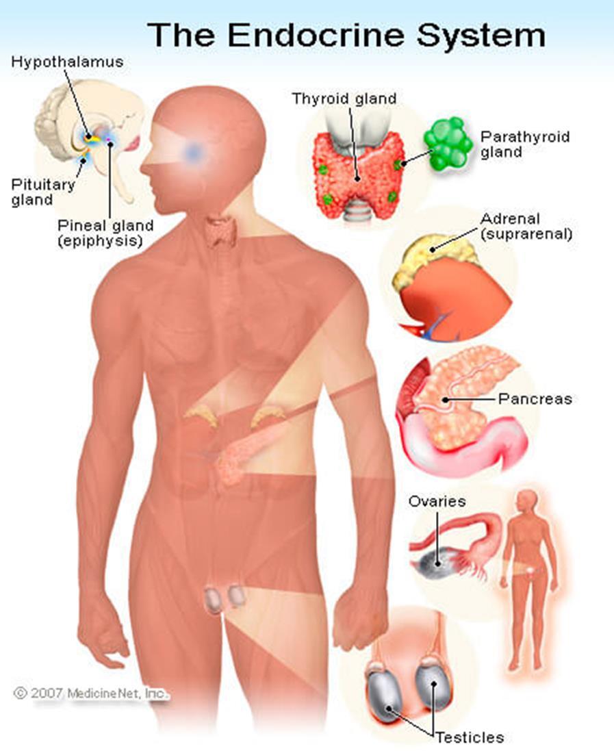 Hormonal Regulation Important glands include: The pituitary gland at the base of the brain makes growth hormone, thyroid and follicle stimulating hormones.