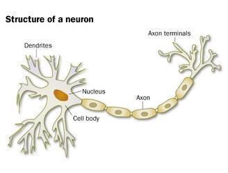 Structure and Function of a Neuron Dendrite -- neuron branch (like a tree) to detect