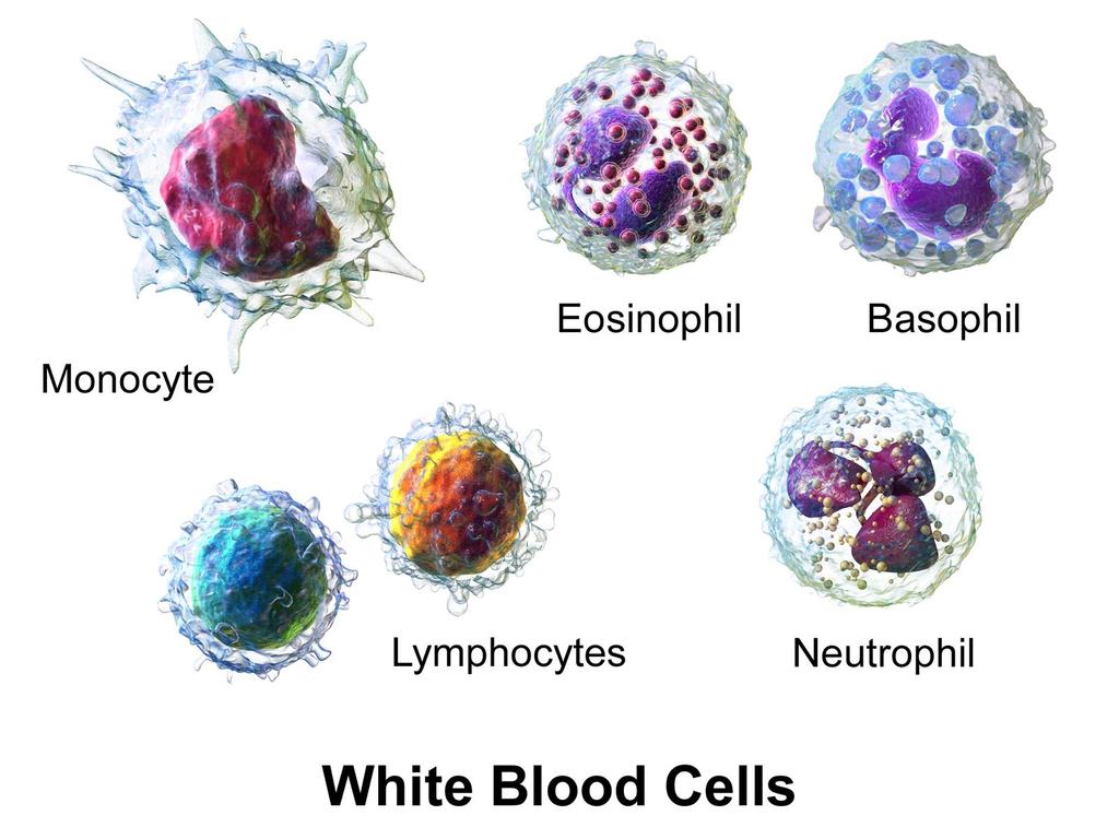 White Blood Cells Many different kinds of white blood cells exist which are able to help the body fight foreign invaders in various ways.