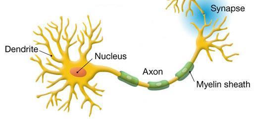 Structure and Function of a Neuron Axon -- the long trunk of the nerve covered by a myelin