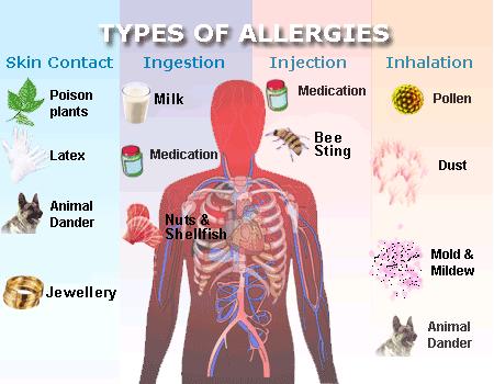 Allergies and Auto-immune Diseases In allergies, the body's immune system produces chemicals in response to normally