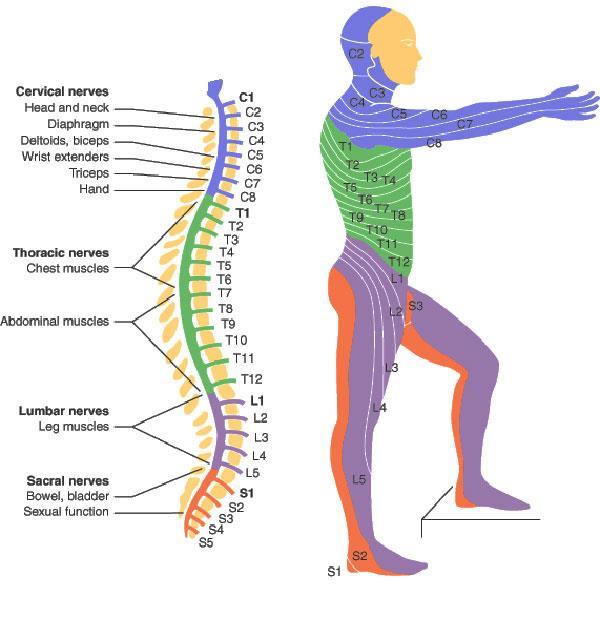Central Nervous System- Brain and Spinal Cord Spinal Cord A thick bundle of nerves enclosed in the