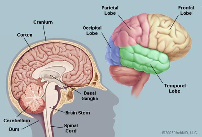 Central Nervous System- Brain and Spinal Cord Brain A