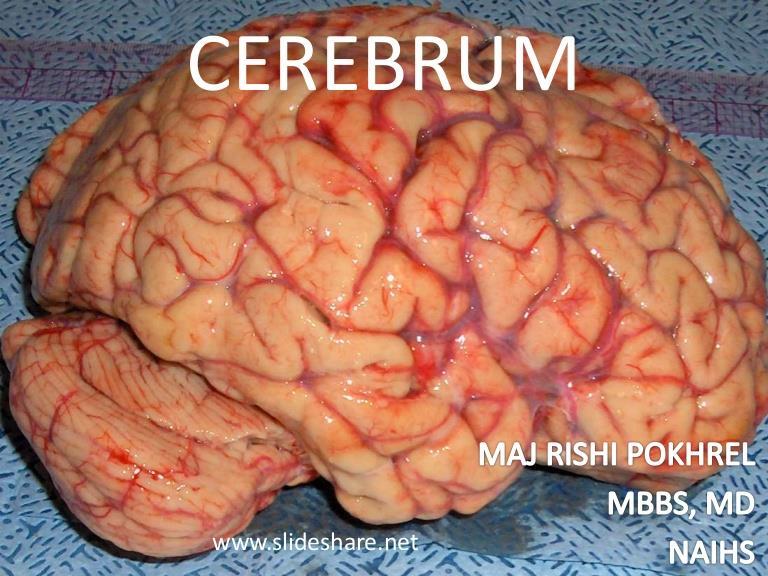 Central Nervous System- Brain and Spinal Cord Cerebrum Interprets
