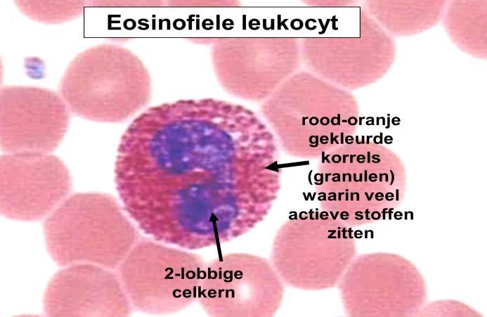 Eosinophils Specialized granulocytic effector cells Produce diverse biologically active molecules : cytotoxic, cytostimulatory