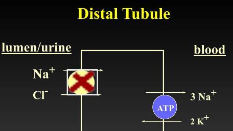 DISTAL TUBULE: THIAZIDES Hydrochlorothiazide (> 150 products); Indapamide, Metolazone, Chlorthalidone MOA: inhibits NaCl cotransporter in distal tubule USES OF THIAZIDES: Antihypertensive effects o