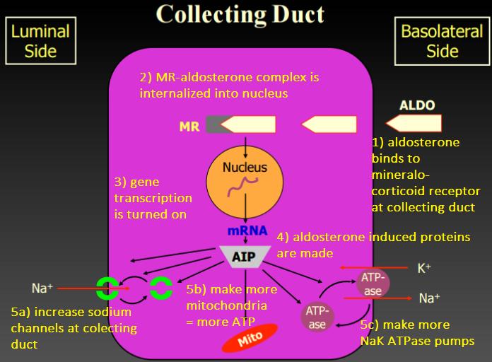 COLLECTING DUCT: POTASSIUM SPARING DIURETICS POTASSIUM LOSS: ALDOSTERONE ANTAGONISTS: Spironolactone, Eplerenone Competitively inhibit aldosterone binding in collecting duct