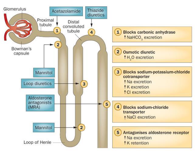 OSMOTIC DURETIC: PROXIMAL TUBULE & DESCENDING LOOP Mannitol Water soluble Freely filtered and poorly absorbed = stays in bloodstream o As it comes down into proximal tubule & descending limb of Loop