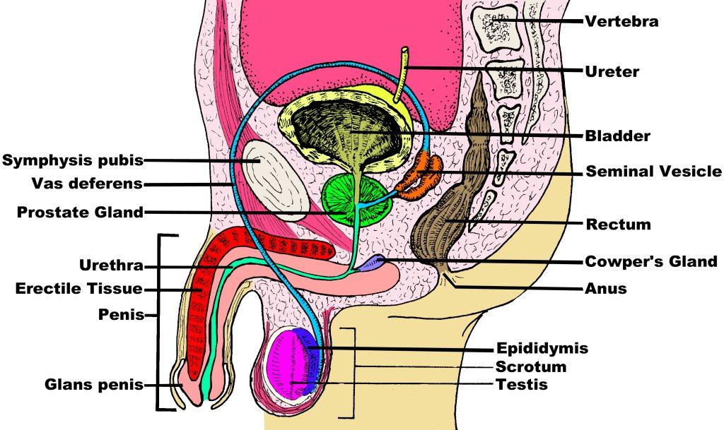 11) Both types of reproductive organs, ovary and testis, start development within the abdominal cavity, how do the testes end up outside the abdominal cavity?