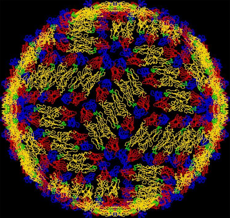 Flavivirus Vaccination