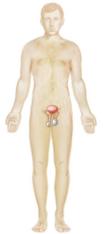 4 Name the common diagnoses, clinical procedures, and laboratory tests used in treating disorders of the male reproductive system 11.