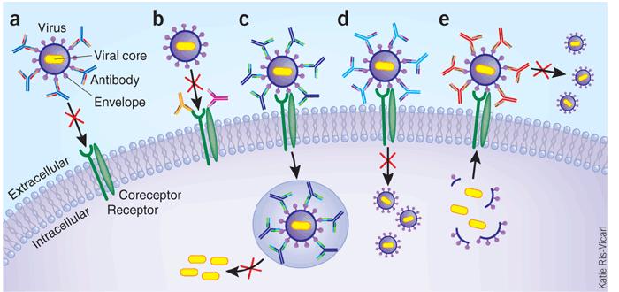 Mechanisms by which antibodies neutralize viruses a. Block receptor engagement; b. Block entry; c.