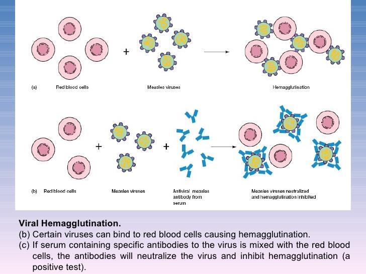 neutralization test virology-mania.