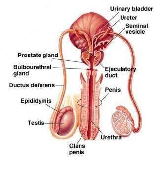 Accessory glands secrete fluids that enter the urethra Seminal vesicles posterior to the urinary bladder viscous fluid: fructose, PGs and proteins Prostate inferior to the bladder, encircles the
