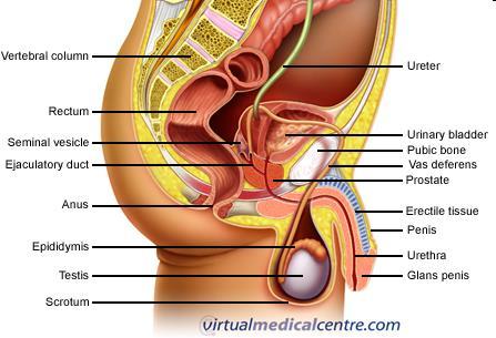 External and internal genital organs Anatomy and organization of testis Scrotum Skin + subcutaneous tissue Two parts two
