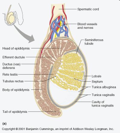 (tunica albugines) extends inward to form lobules Lobules contain seminiferous tubules that concverge to form tubulus