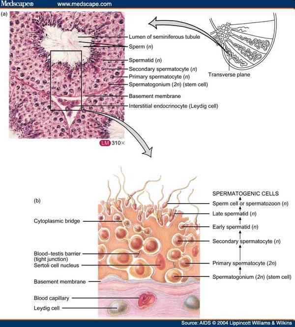 Sertoli s cells: blood-testis barrier protection zonula occludens communication with germ cells paracrin secretion, ABG synthesis