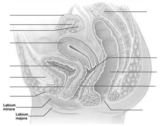 11. Hormone Regulation: the hypothalamus has ultimate control of the testes function as it secretes a hormone called (GnRH) which stimulates the anterior pituitary to secrete: a.
