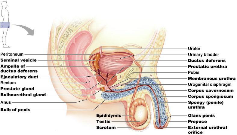 Male Reproductive System Dr.