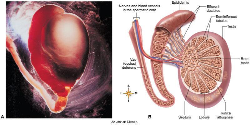 The Testes Located in scrotum, one testis in each of two scrotal compartments Each testis is surrounded by two tunics or layers Septa (walls) divide the testis into 250-300 lobules, each containing