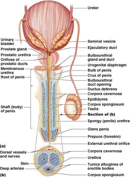 Epididymis Structure and location o Single tightly coiled tube enclosed in fibrous casing o Lies along top and side of each testis o Anatomical divisions include head, body, and tail Functions o Duct