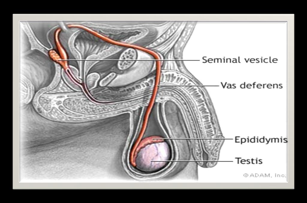 Vas Deferens (ductus deferens) - continued Structure and location o Tube, extension of epididymis o Extends through inguinal canal, into abdominal cavity, over top and down posterior surface of
