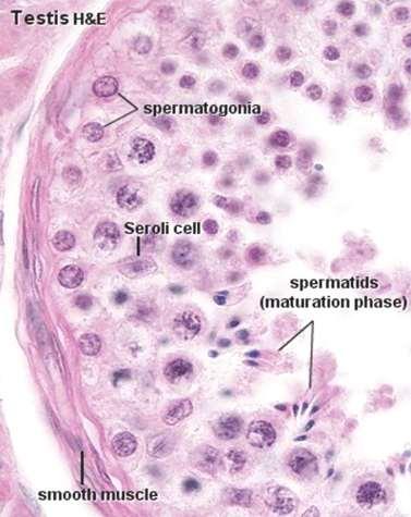 Phases of Spermatogenesis Spermatogonial Phase (Mitosis )