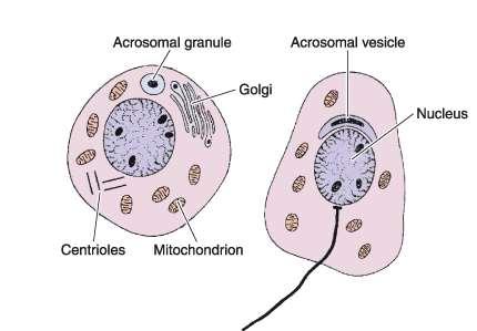 The Golgi Phase Proacrosomal granules Acrosomal granule
