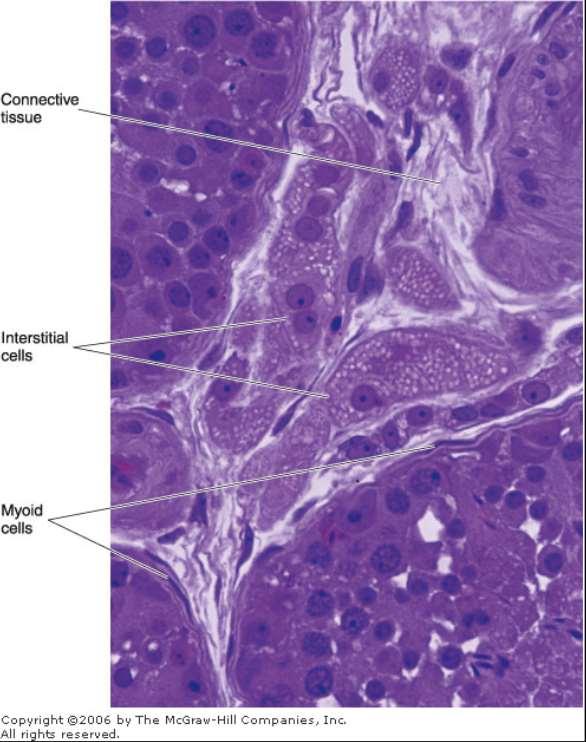 The interstitial tissue of the testis The connective tissue consists of various cell types, including Fibroblasts