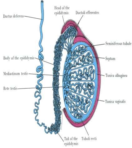 The Seminiferous Tubules Each testicle has 250-1000 convoluted seminiferous tubules that measure about