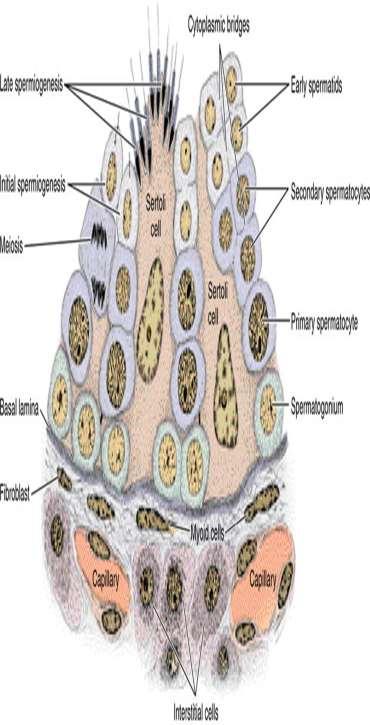 The seminiferous tubules are lined with a complex stratified epithelium called germinal or seminiferous