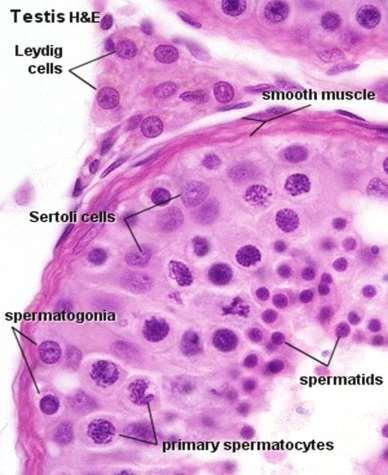 The seminiferous epithelium consists of two types of cells: Sertoli, or supporting, cells cells that