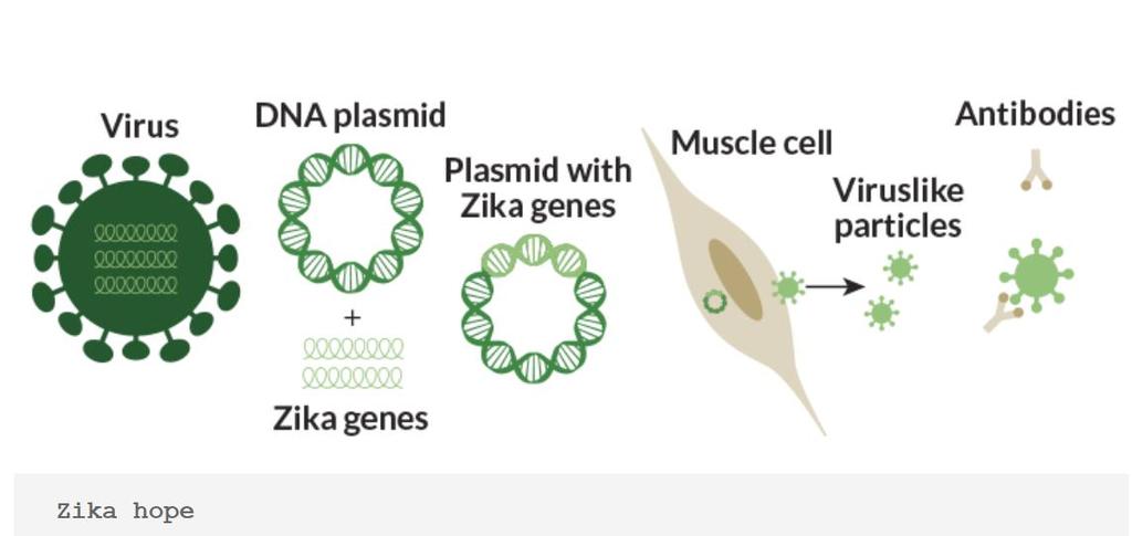 a small circular piece of DNA called a plasmid into
