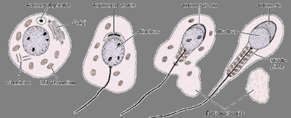 Spermiogenesis: round spermatids