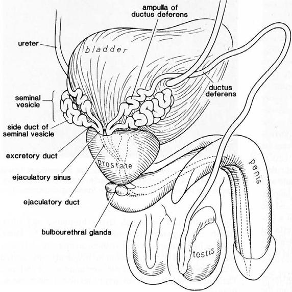 (2) Membranous urethra pseudostratified